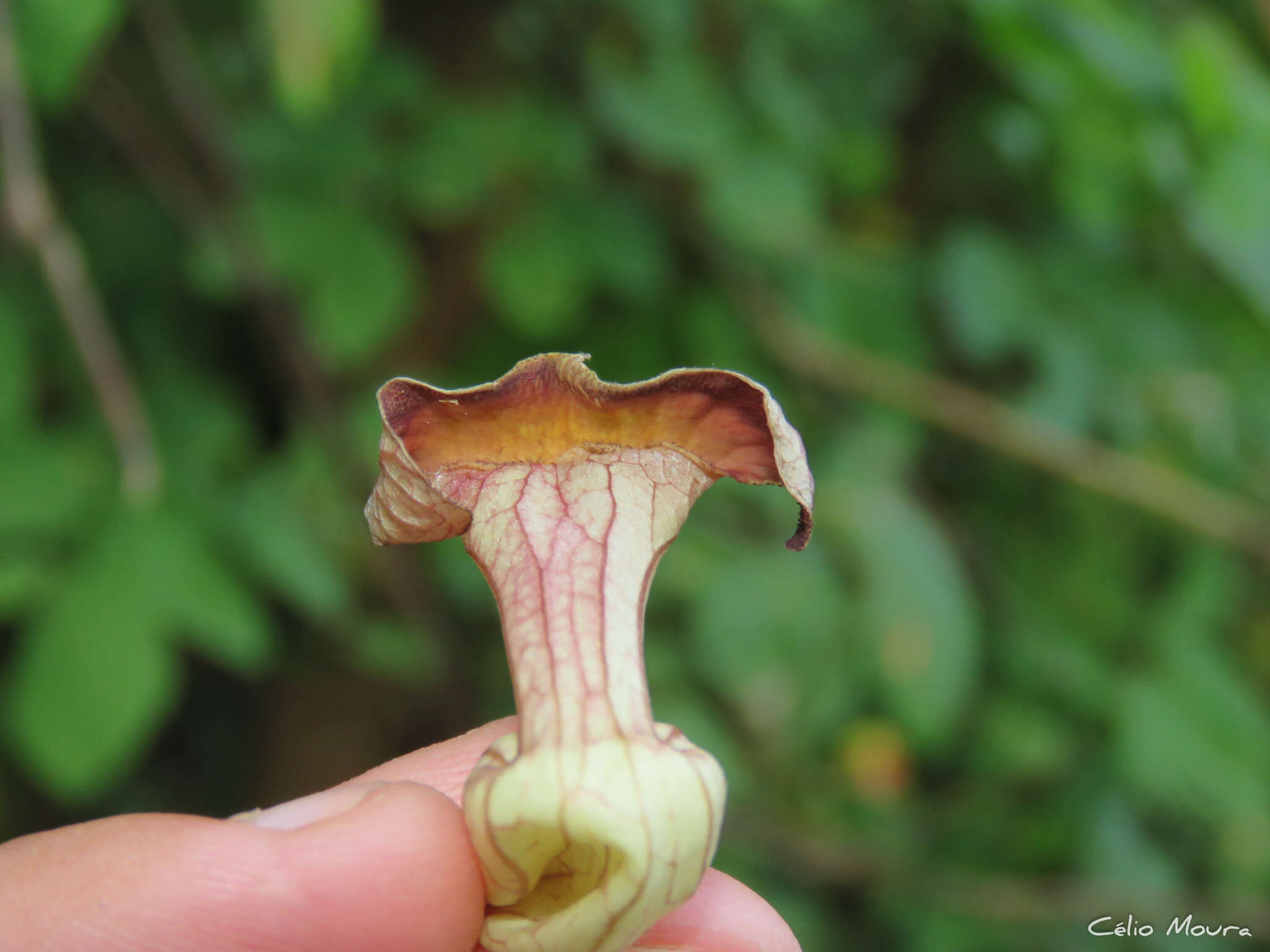 Image de Aristolochia birostris Duch.