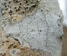 Image of barnacle lichen