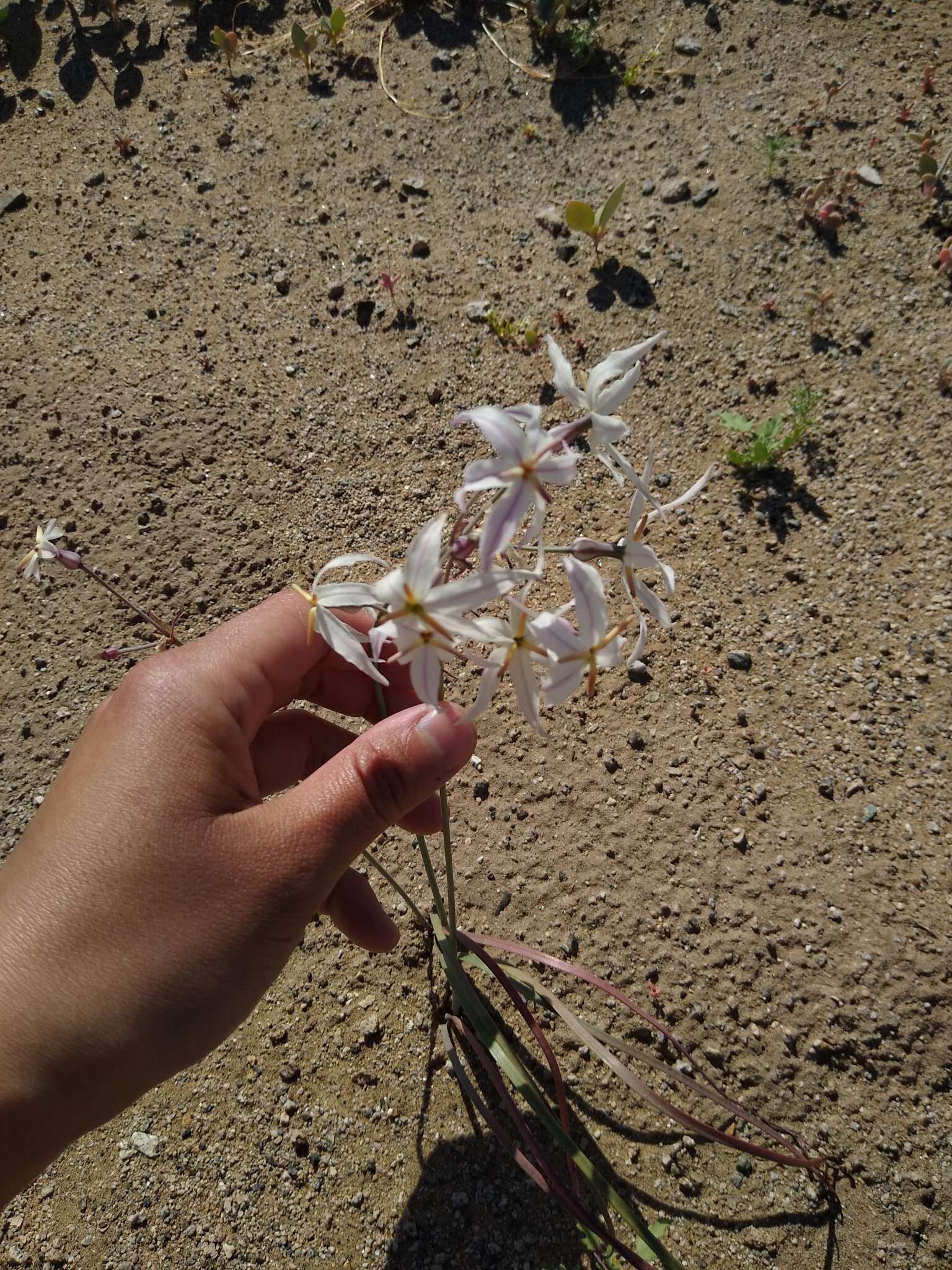 Image of Leucocoryne appendiculata Phil.