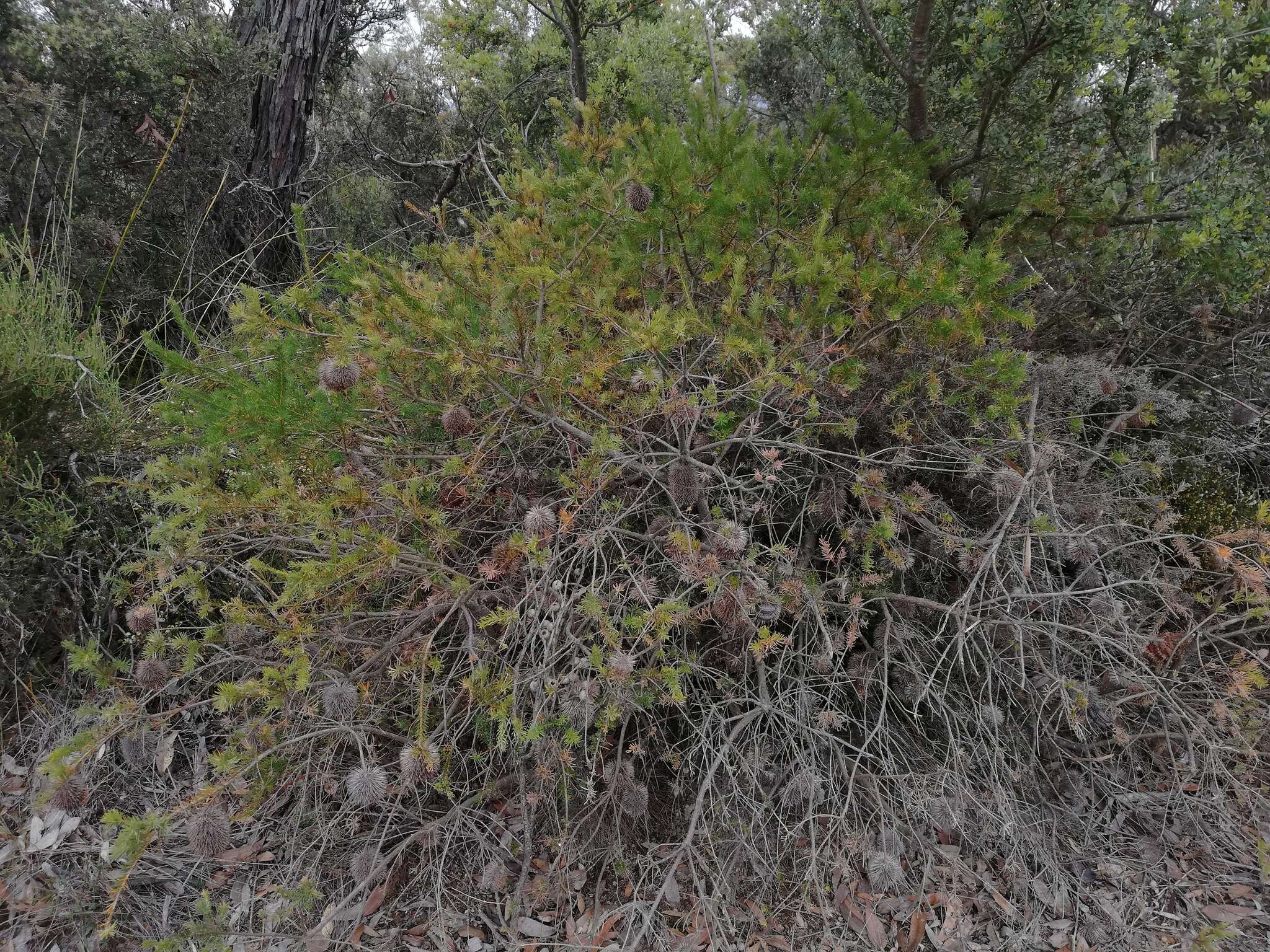 Image de Banksia nutans R. Br.