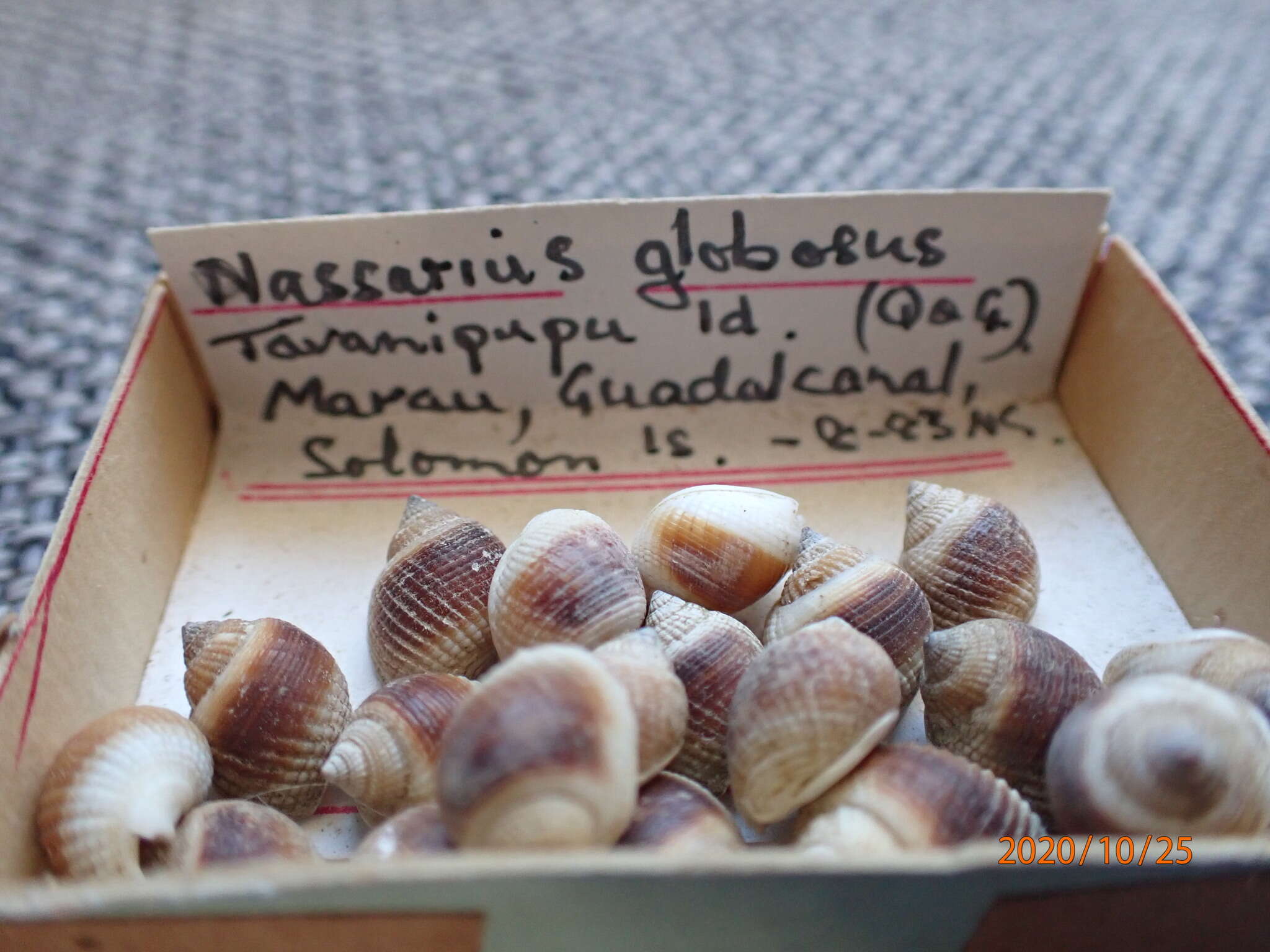 صورة Nassarius globosus (Quoy & Gaimard 1833)