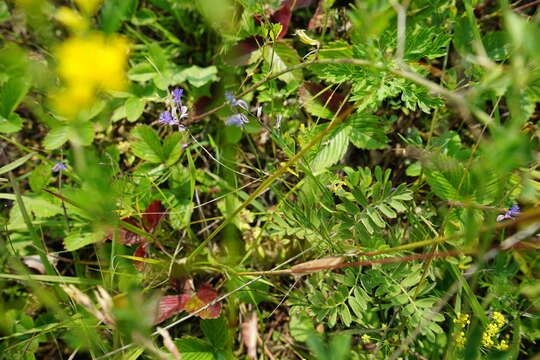 Image of Polygala tenuifolia Willd.