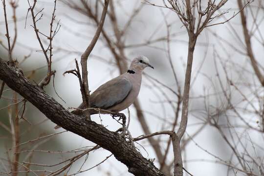 Image of Cape Turtle Dove