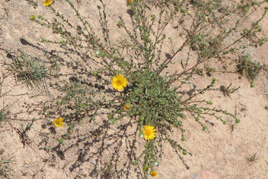 Image of Grindelia subdecurrens DC.