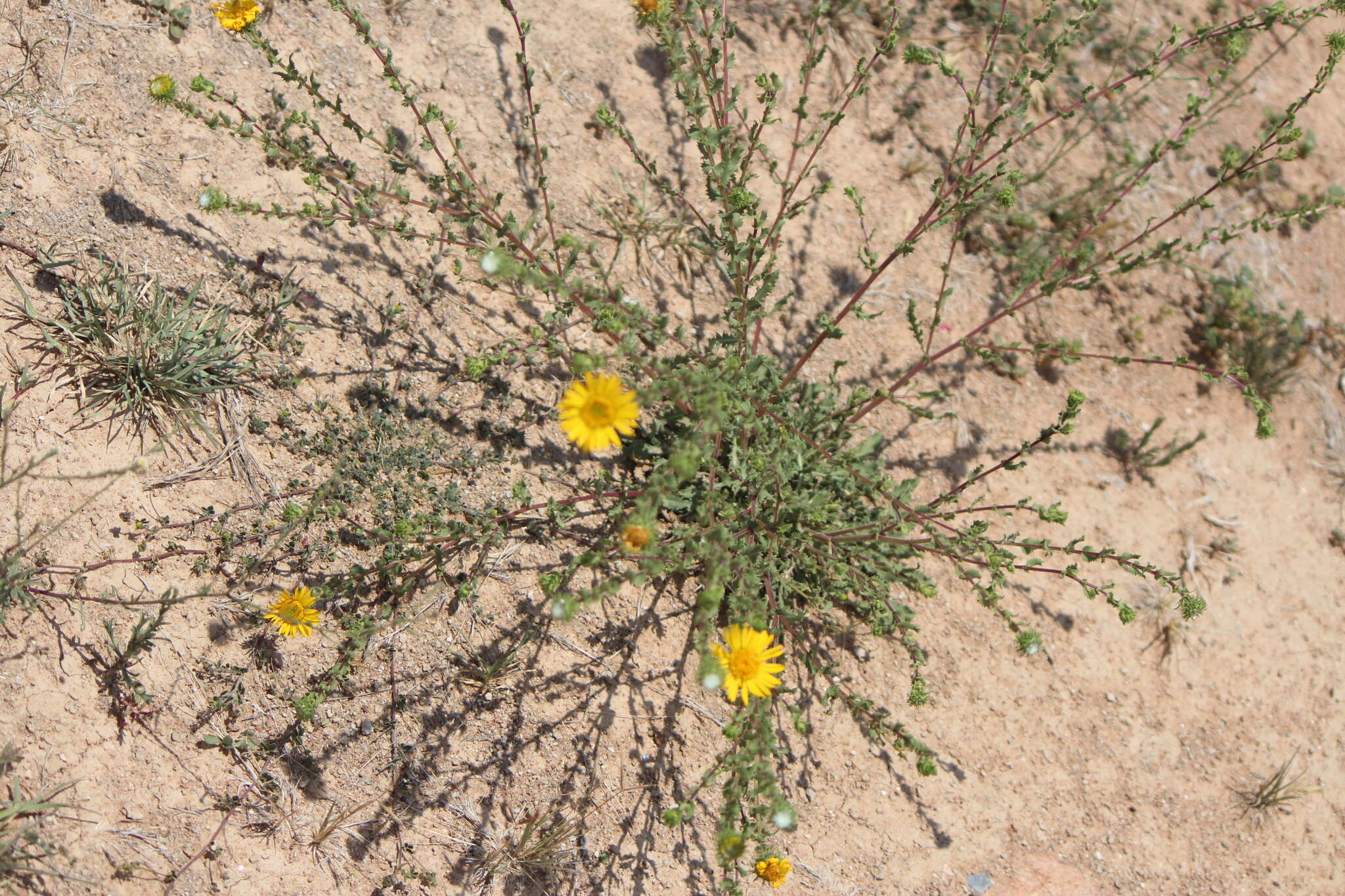 Image of Grindelia subdecurrens DC.