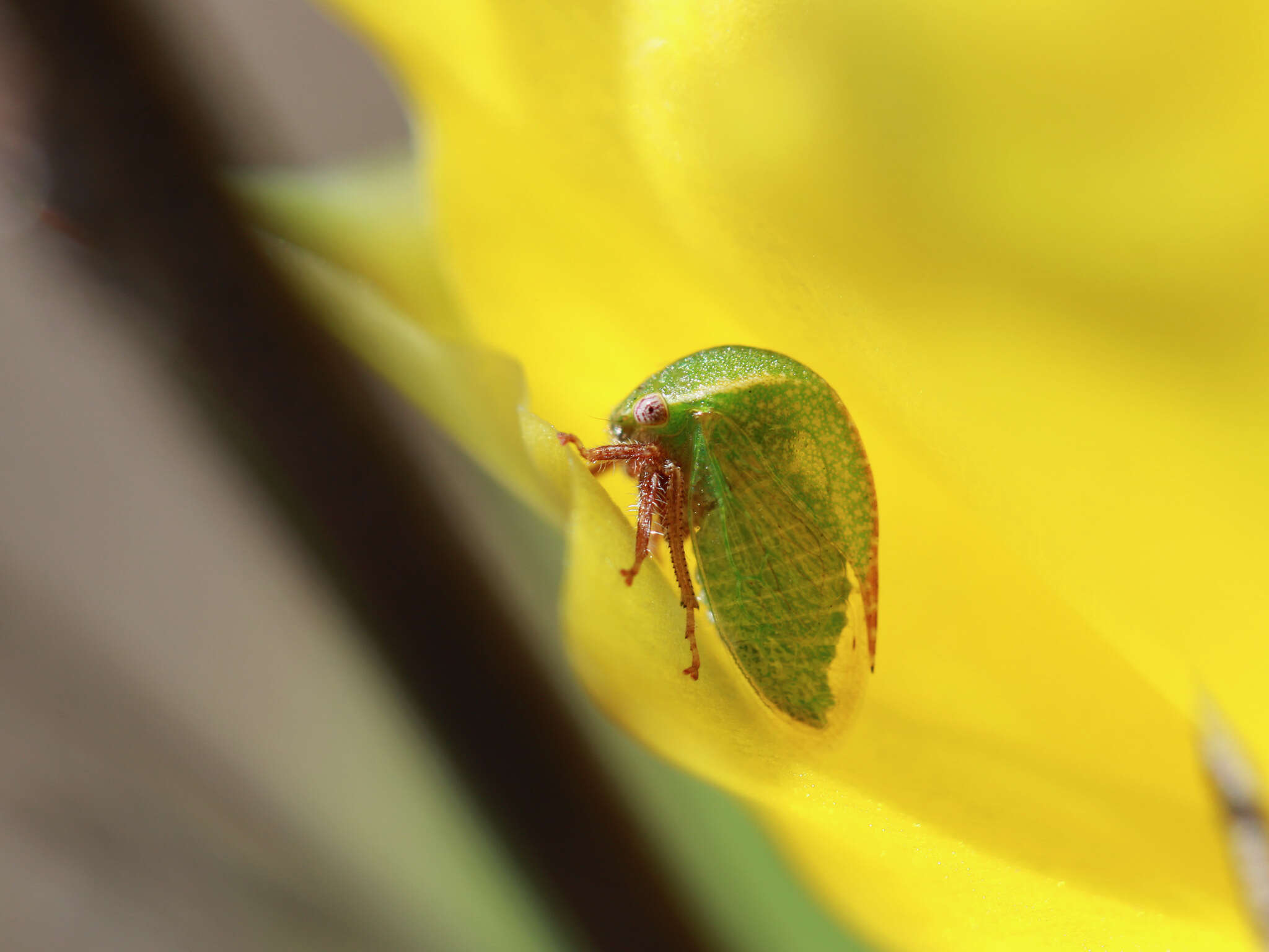 Image of Stictocephala lutea Walker