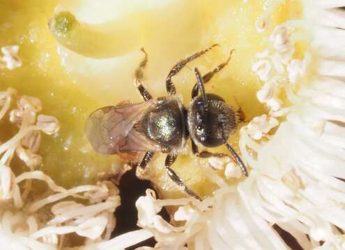 Image of Lasioglossum hemichalceum (Cockerell 1923)