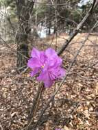 Image de Rhododendron mucronulatum Turcz.