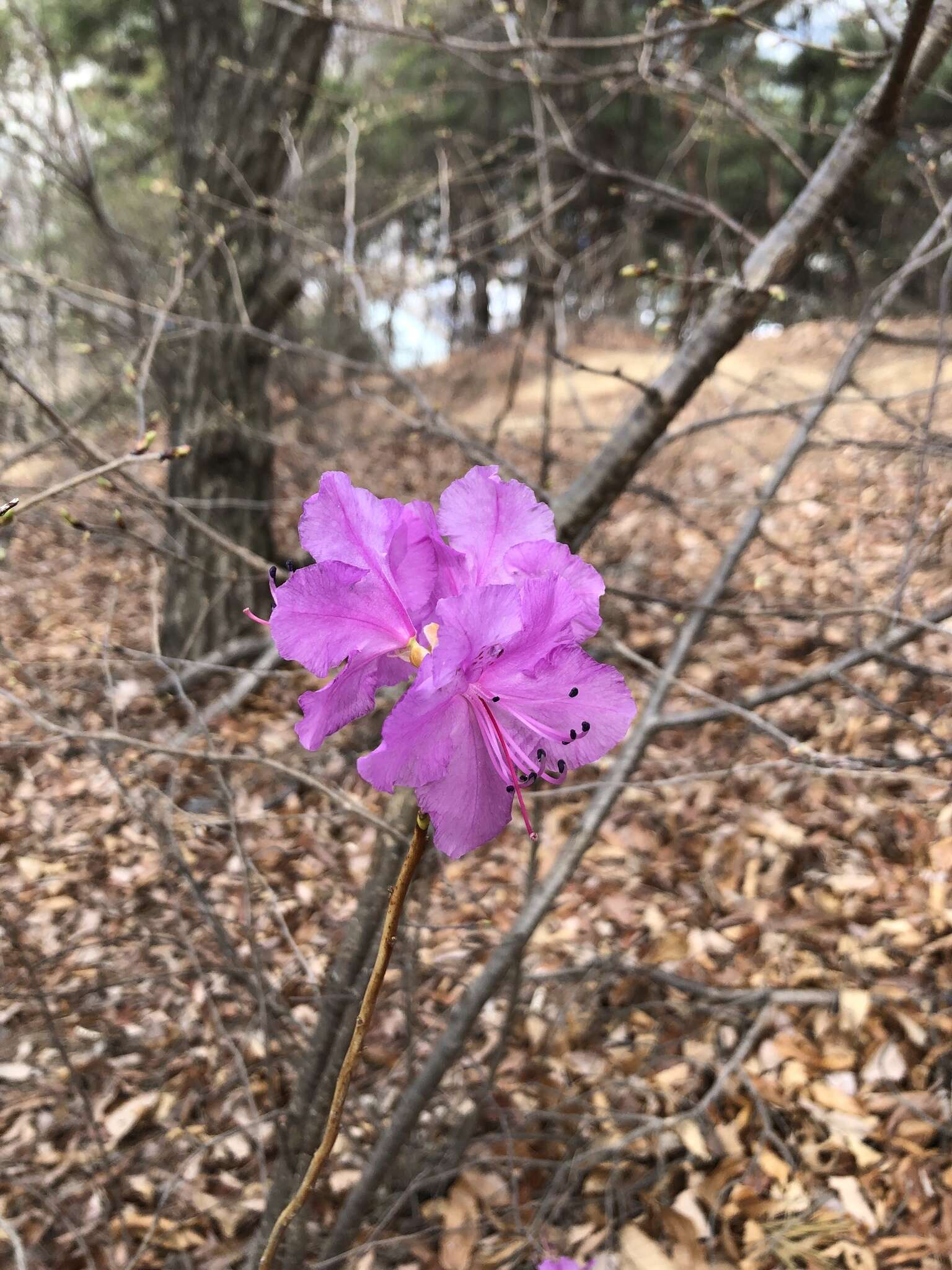 Image de Rhododendron mucronulatum Turcz.