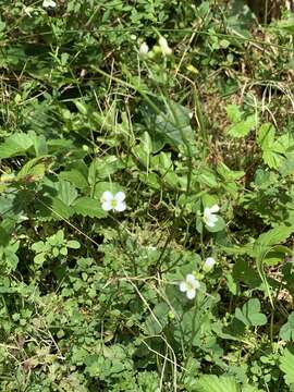 Image of Cardamine caldeirarum Guthnick