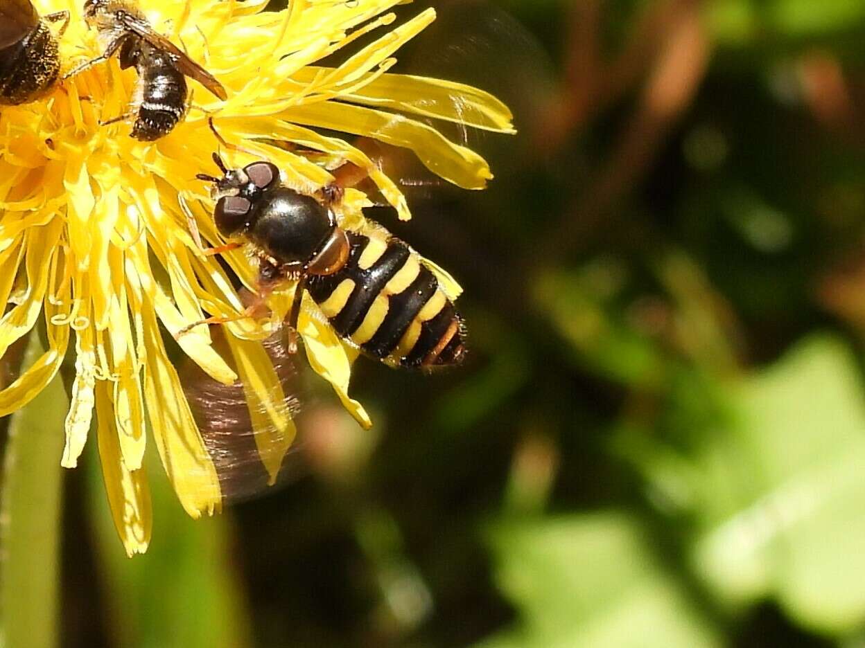 Image of Megasyrphus erraticus (Linnaeus 1758)