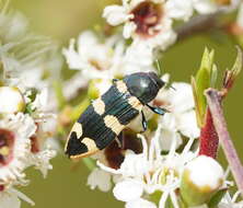 Image of Castiarina interstitialis (Carter 1931)