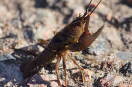 Image of Cambarus chasmodactylus James 1966