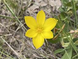 صورة Zephyranthes filifolia Herb. ex Kraenzl.