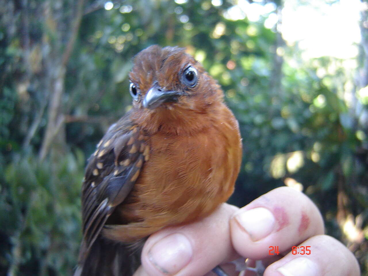 Image of Slate-colored Antbird