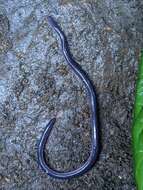 Image of African caecilians