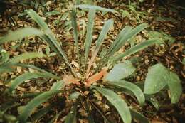 Bromelia agavifolia Brongn. ex Houllet resmi