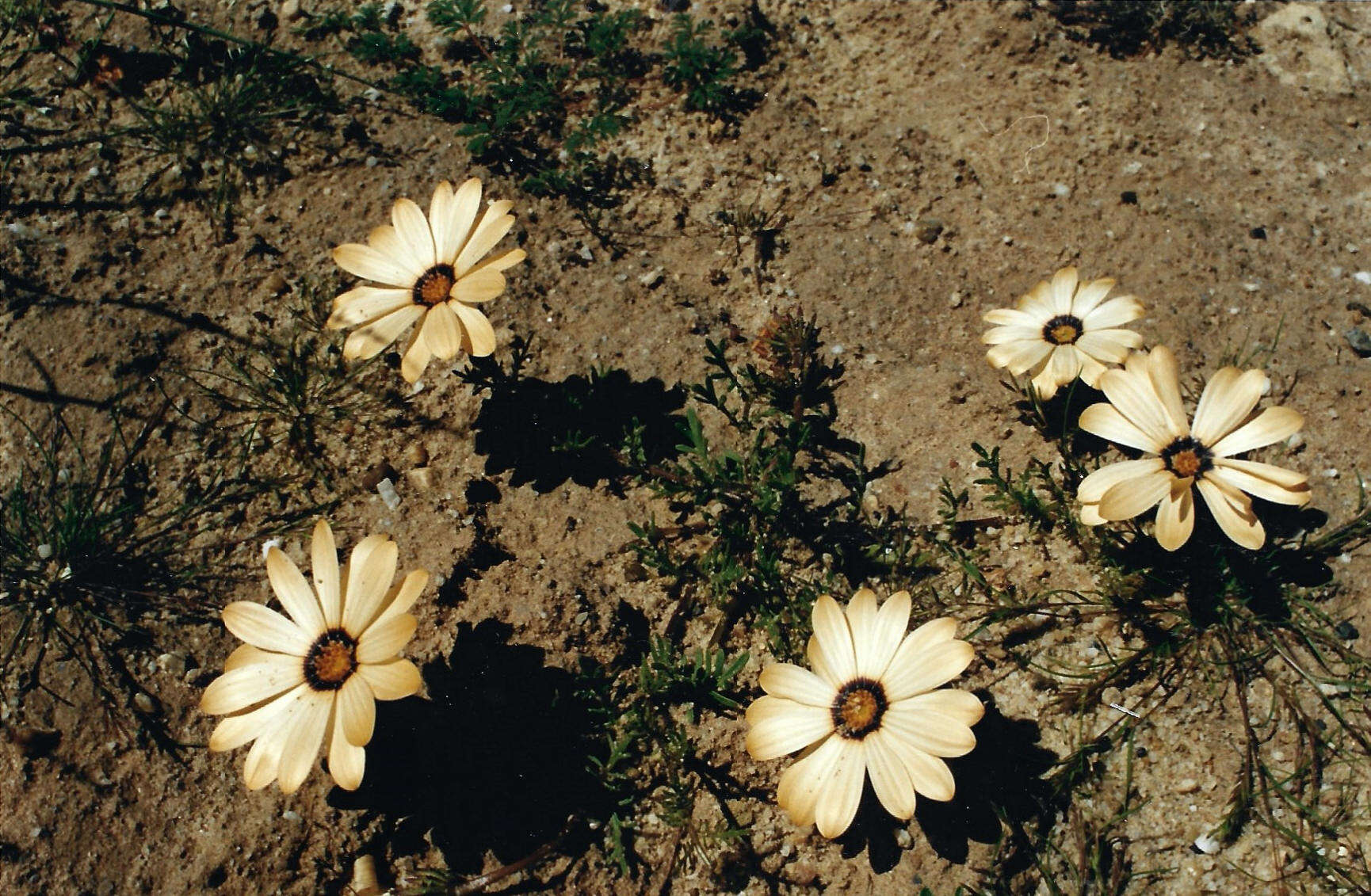 Image de Osteospermum pinnatum (Thunb.) Norlindh