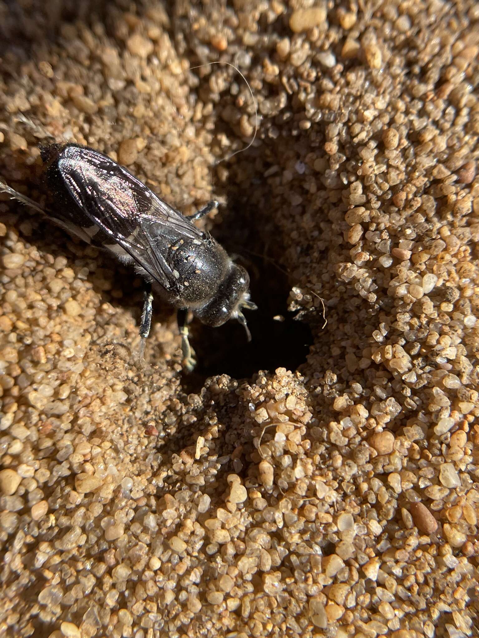 Plancia ëd Bembix vespiformis F. Smith 1856