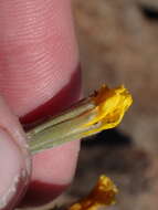 Image of nakedstem hawksbeard