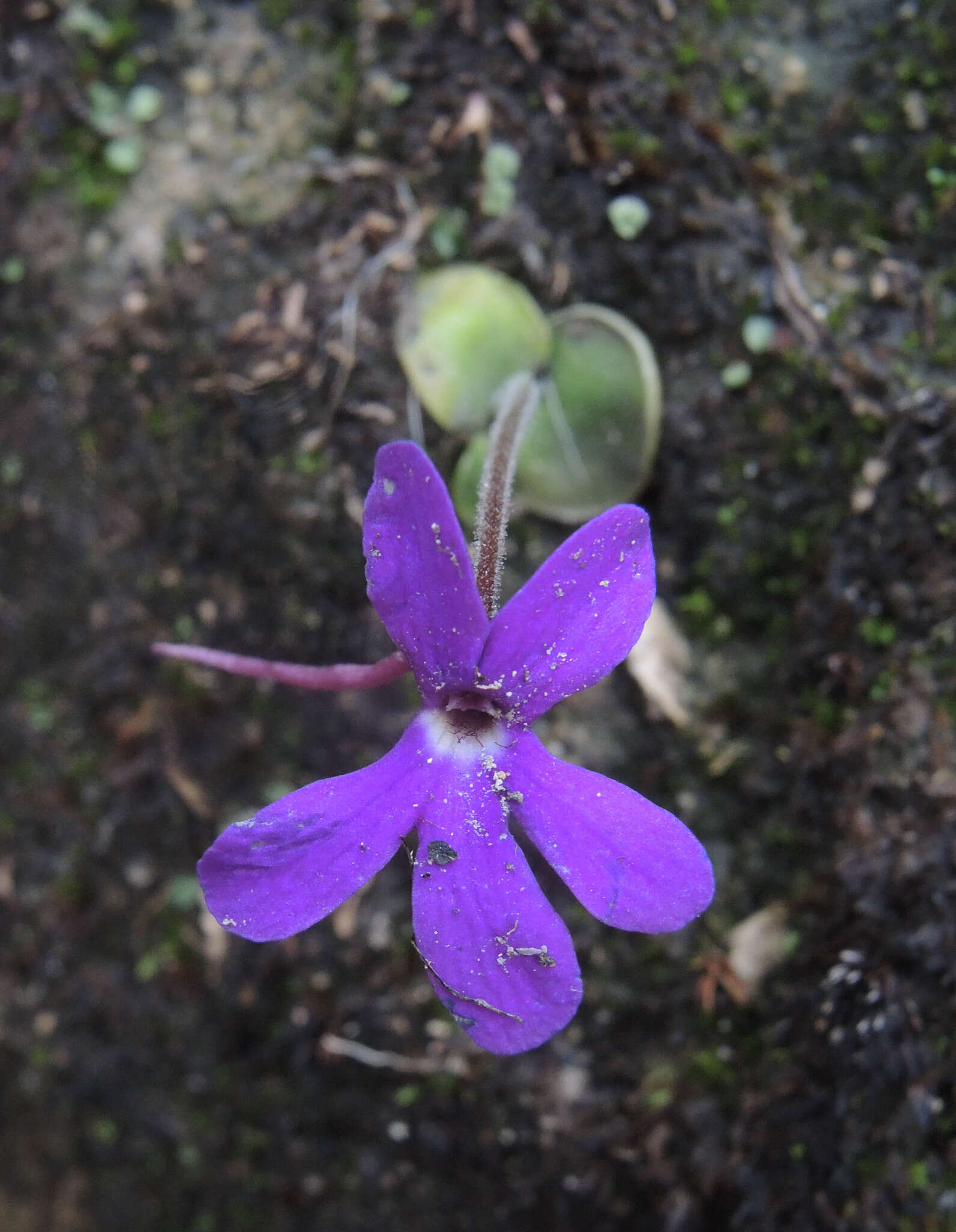 Pinguicula oblongiloba A. DC.的圖片