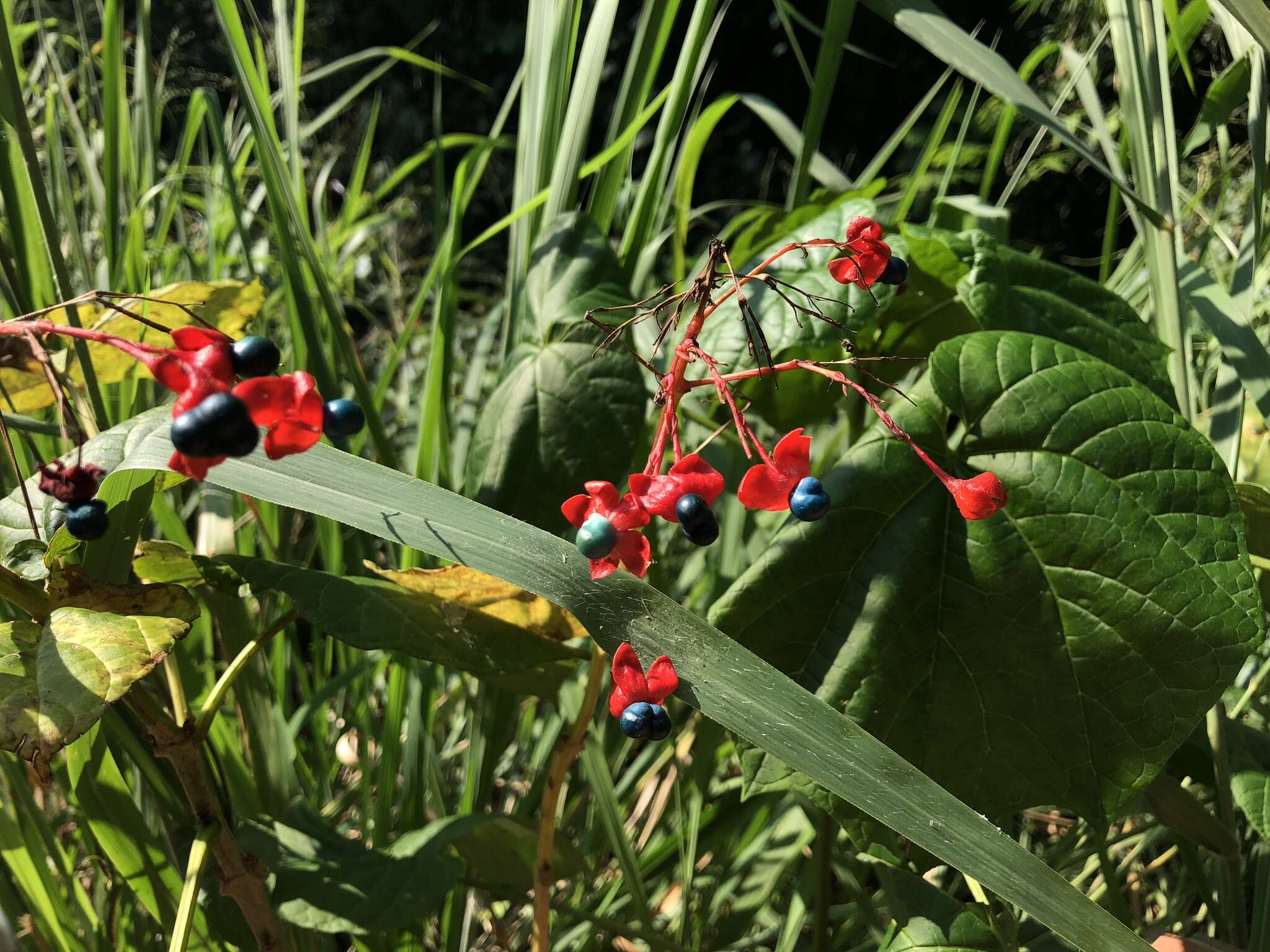 Image of Japanese glorybower