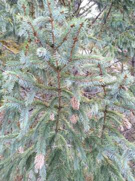 Imagem de Picea engelmannii subsp. mexicana (Martínez) P. A. Schmidt