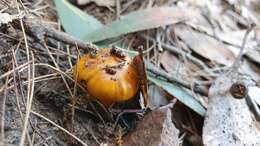 Image of Cortinarius sinapicolor Cleland 1933