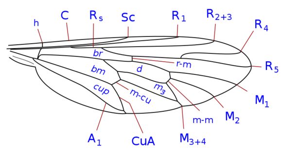 Image of Apsilocephalidae