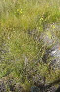 Image of Senecio paniculatus Berg.