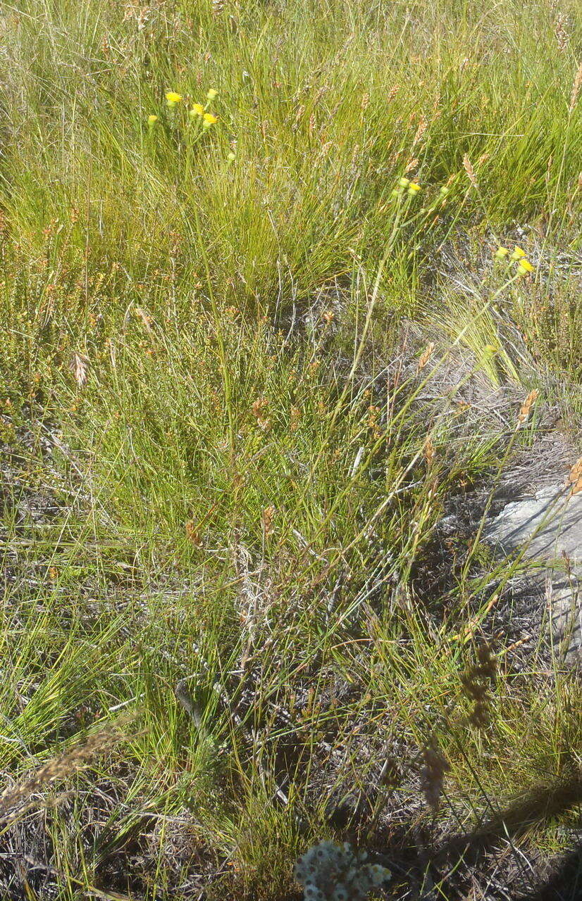 Image of Senecio paniculatus Berg.