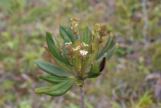 Imagem de Scaevola beckii Zahlbr.