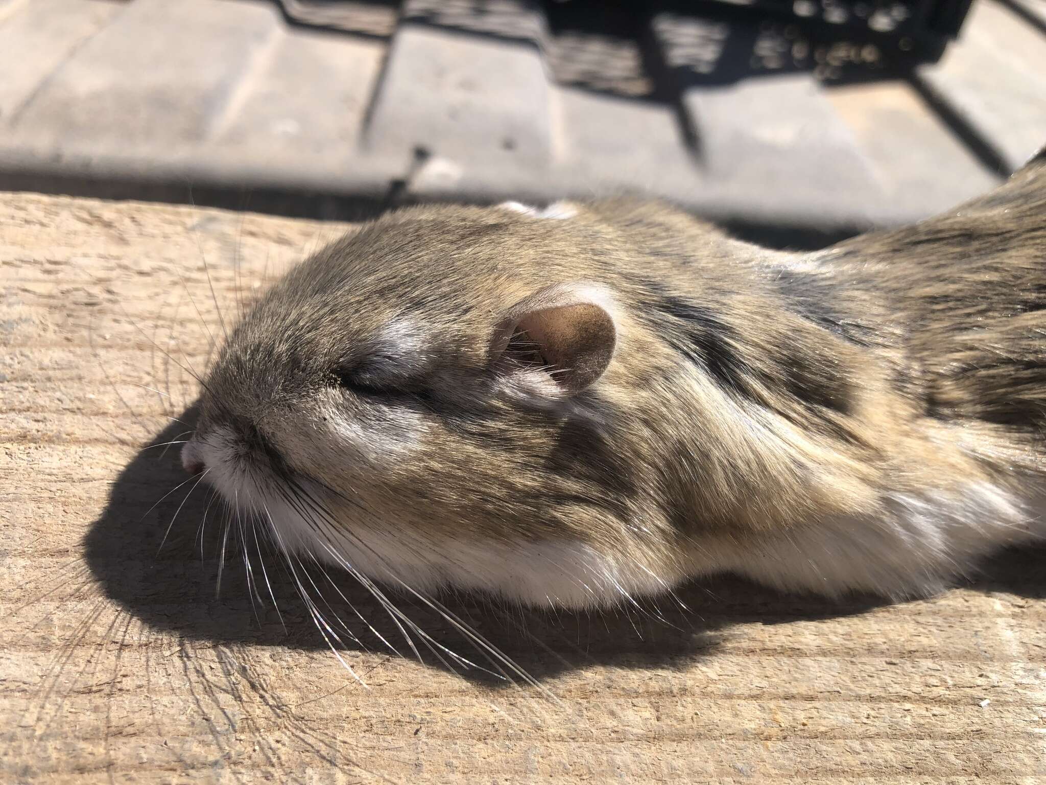 Image of banner-tailed kangaroo rat