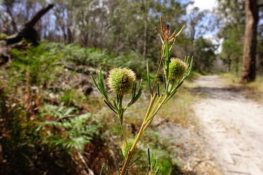 Image of Ricinocarpos pinifolius Desf.