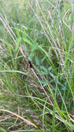 Image of brown bean bug