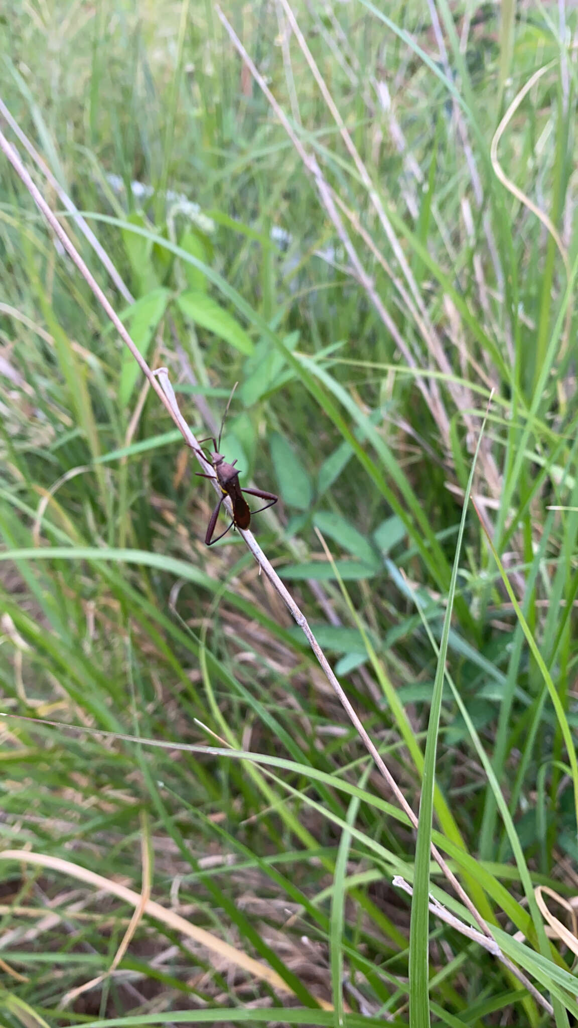 Image of brown bean bug