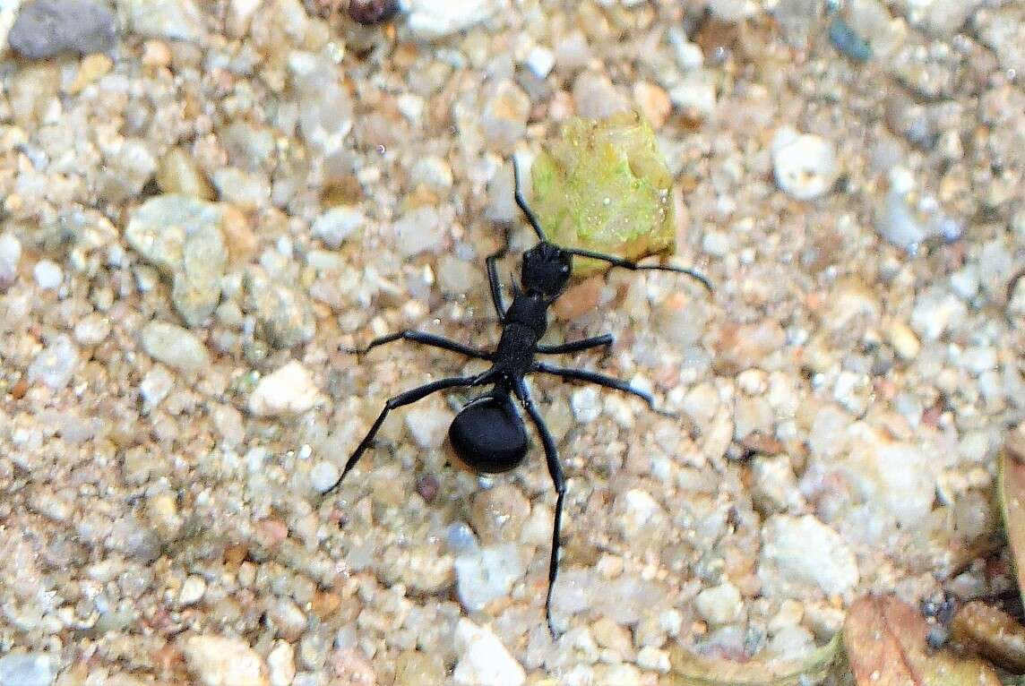 Image de Polyrhachis armata (Le Guillou 1842)