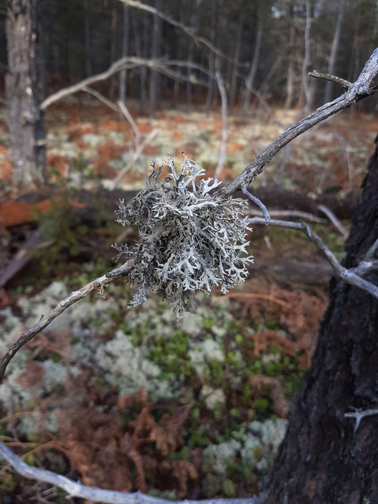 Image of light and dark lichen