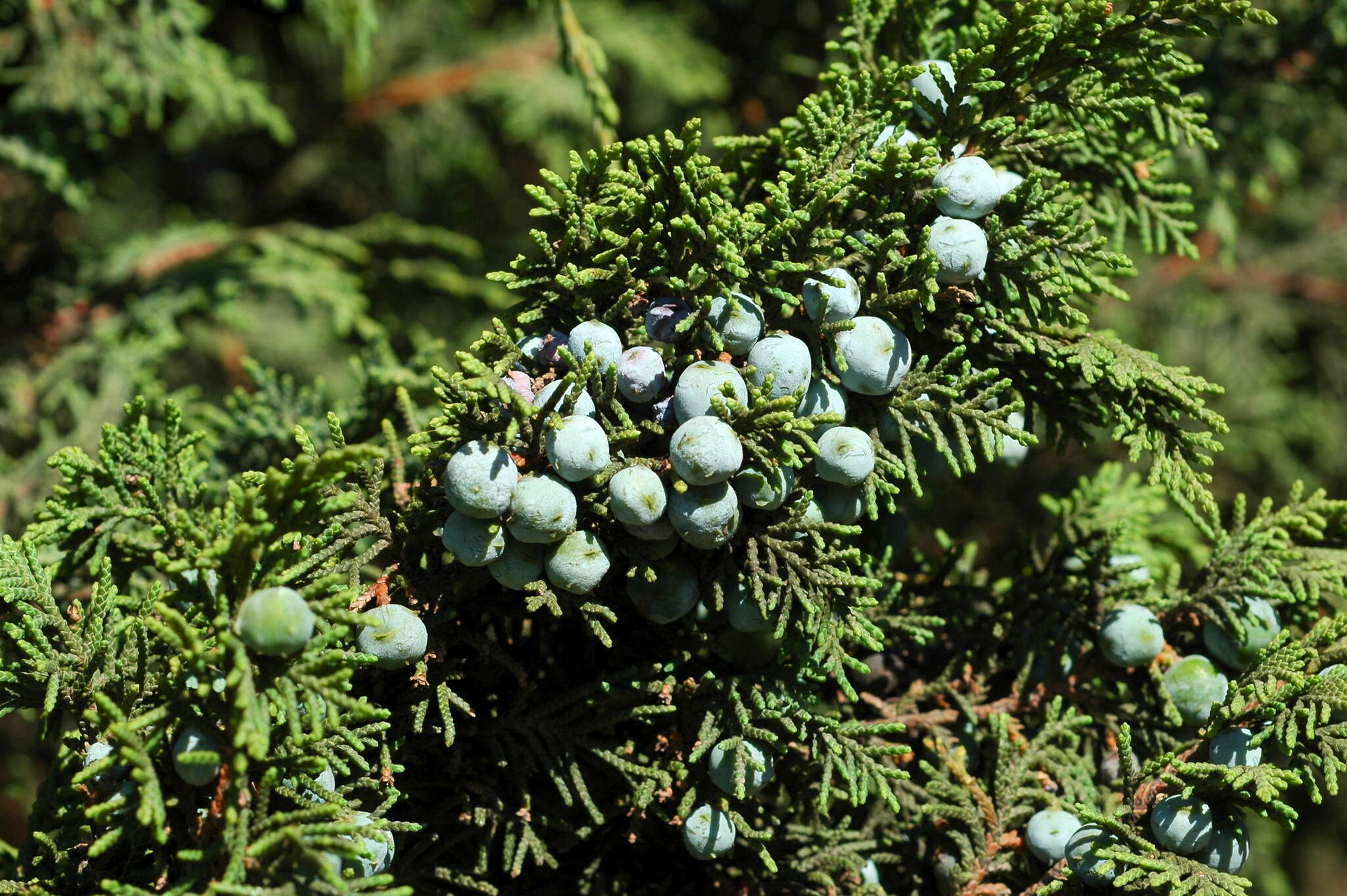 Слика од <i>Juniperus <i>monticola</i></i> f. monticola