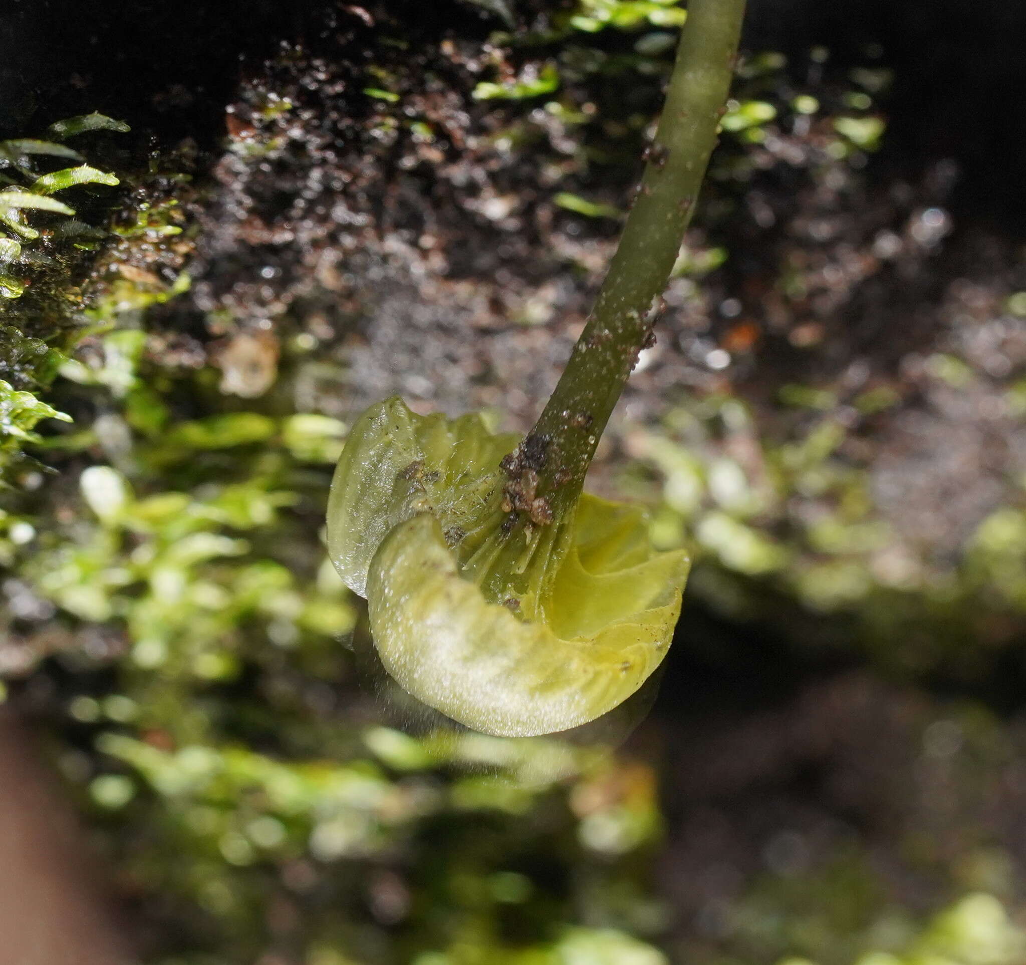 Image of Gliophorus pseudograminicolor (A. M. Young) P. M. Kirk 2013