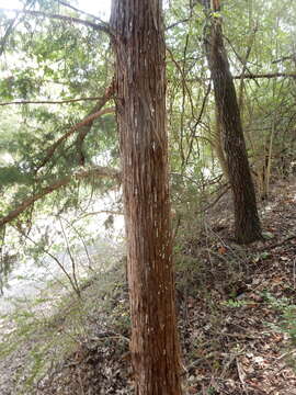 Image of Dendrothele nivosa (Berk. & M. A. Curtis ex Höhn. & Litsch.) P. A. Lemke 1965