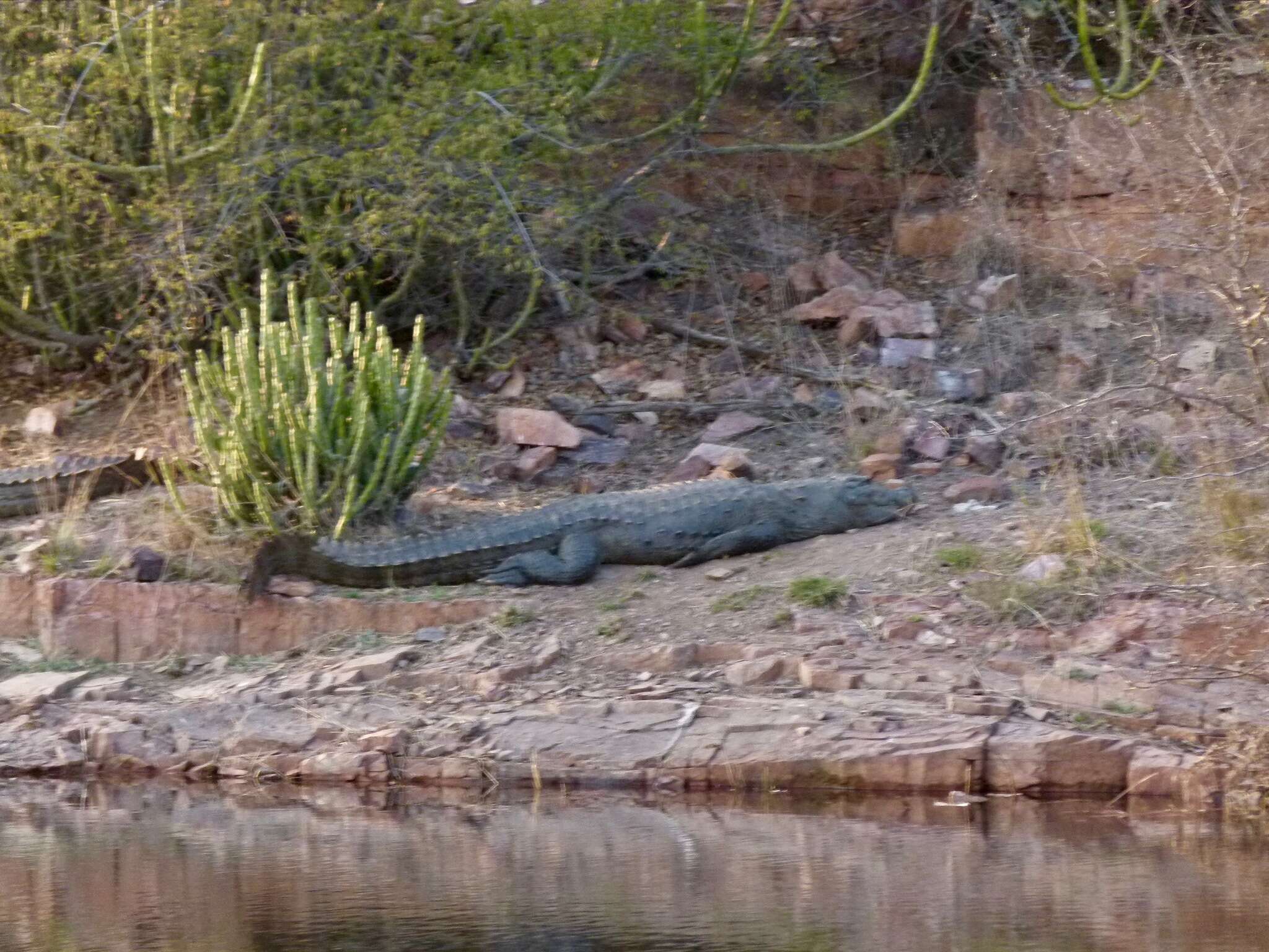 Image of Broad-snouted Crocodile