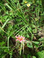 Image of Four-leaved Sorrel