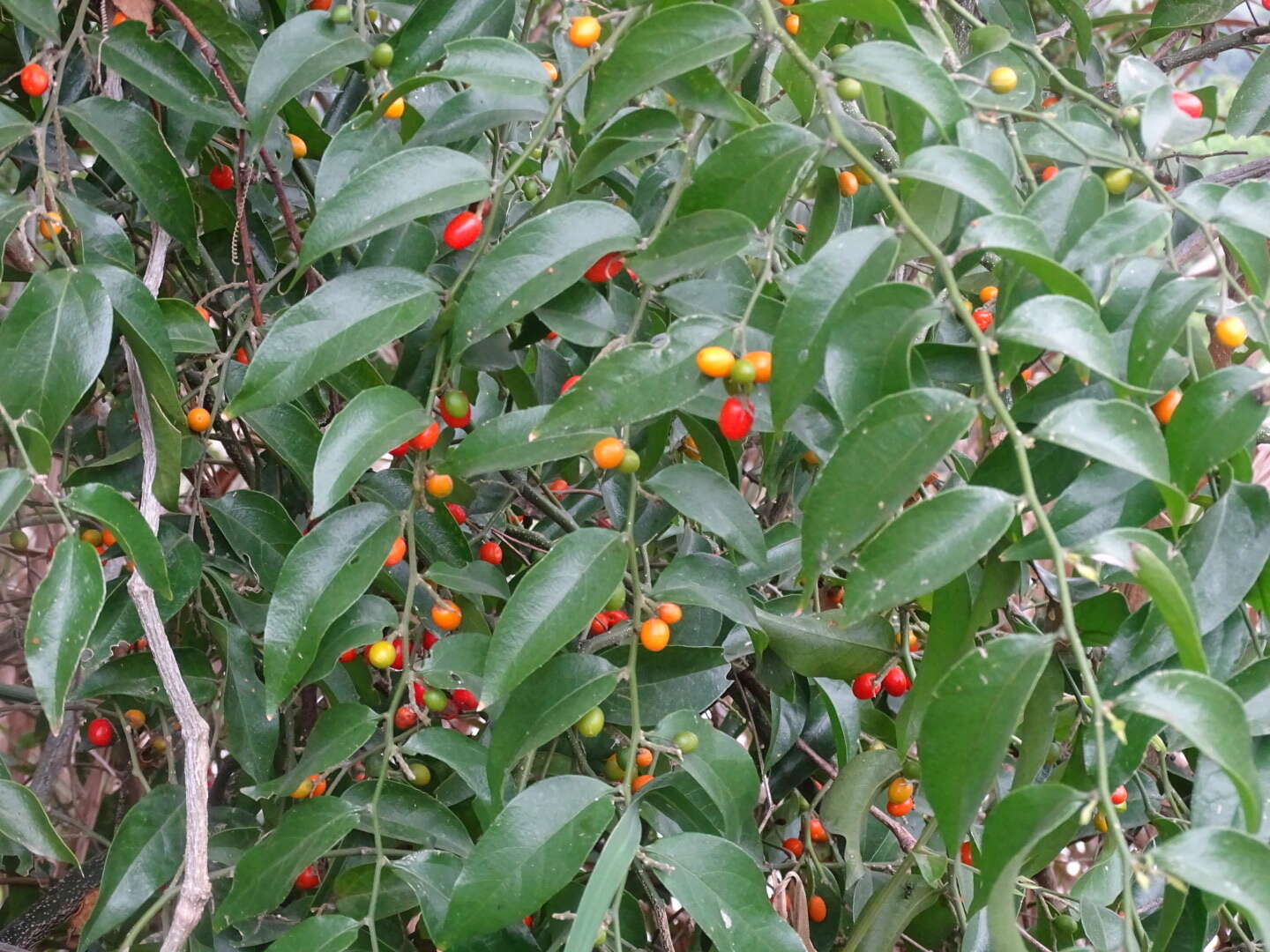 Image of Cansjera rheedei J. F. Gmel.