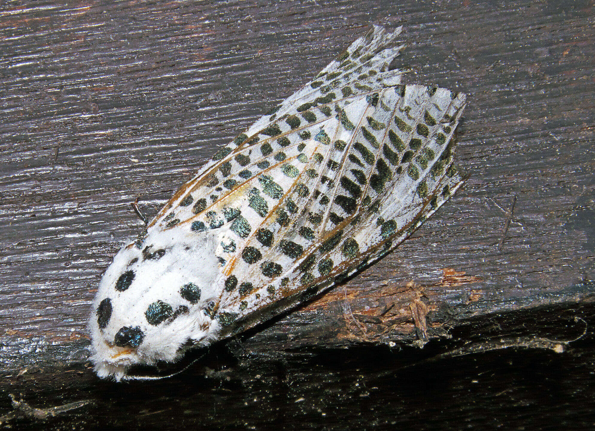 Image of leopard moth