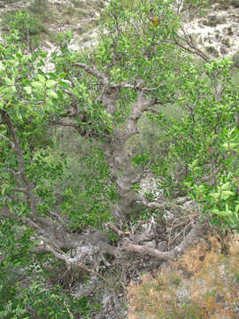 Image of Celtis planchoniana K. I. Christensen