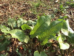 Imagem de Rumex obtusifolius L.