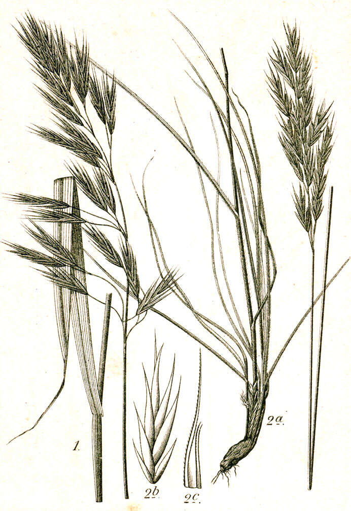 Image of erect brome