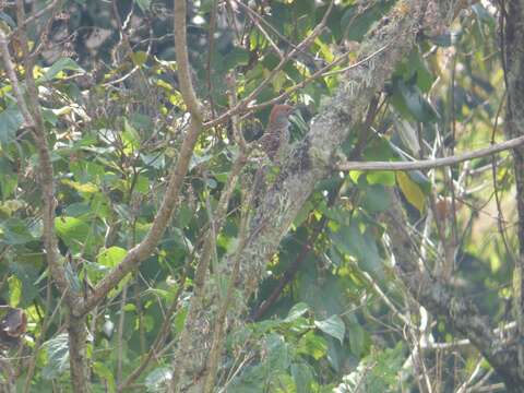 Sivun Colaptes auratus mexicanoides Lafresnaye 1844 kuva