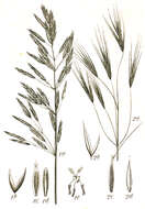 Imagem de Bromus sterilis L.